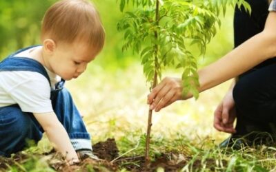Fall Lawn and Garden Checklist