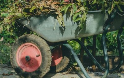 Lawn Cleanup Tips For Storms