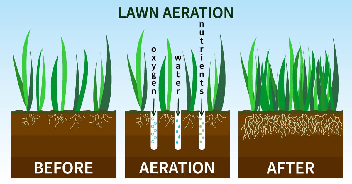 aeration and top dressing