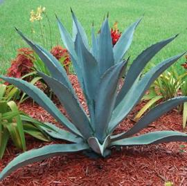Agave & Yucca