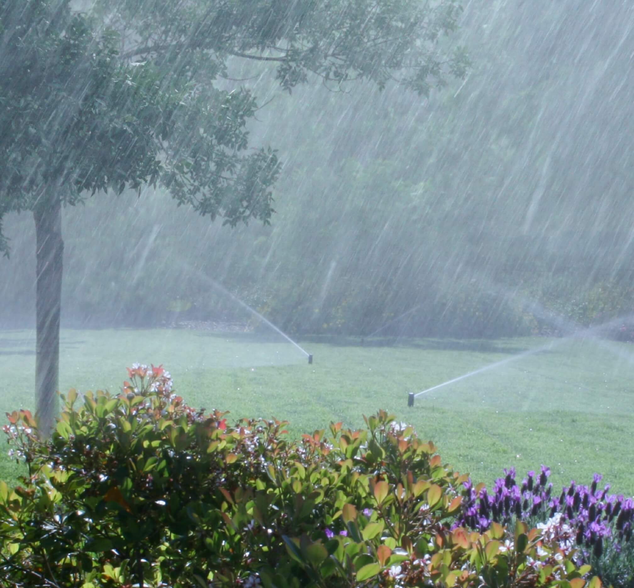Sprinklers in the rain Sprinklers in the rain