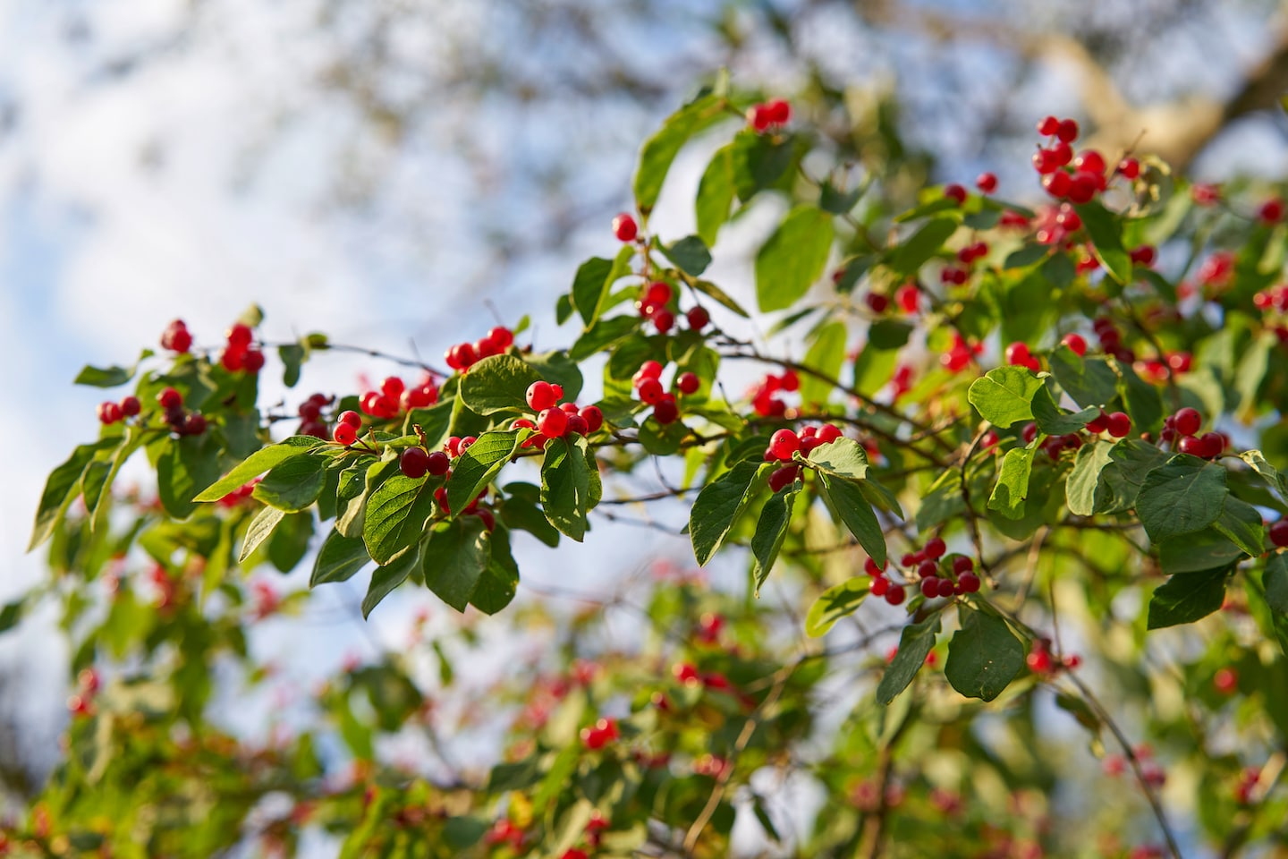 Ilex vomitoria. Yaupon Holly Berries. Red Fruits on large shrub under cloud blue sky. Ilex vomitoria. Yaupon Holly Berries. Red Fruits on large shrub under cloud blue sky.
