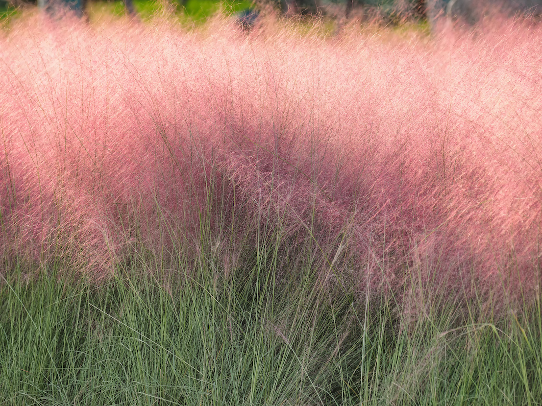 Pink hairawn muhly, Muhlenbergia capillaris, perennial tufted ornamental grass with narrow long leaves and small red to pink flowers with awns on elongate panicle with filiform spreading branches. Pink hairawn muhly, Muhlenbergia capillaris, perennial tufted ornamental grass with narrow long leaves and small red to pink flowers with awns on elongate panicle with filiform spreading branches.