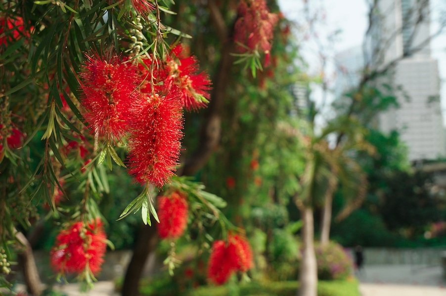 Trees Weeping Bottlebrush Trees Weeping Bottlebrush