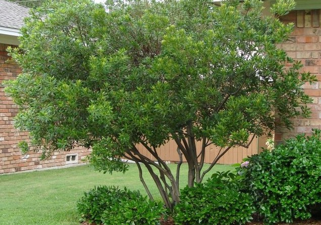 wax myrtle wax myrtle