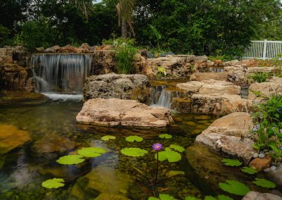 Vicarswaterlily copy