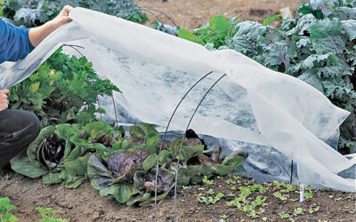 Learn how to protect your plants from the cold snaps.