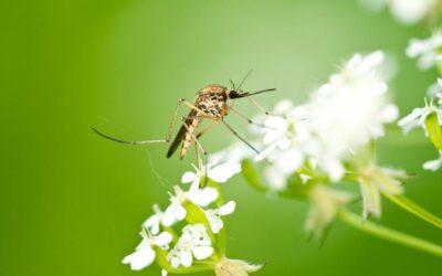 Learn the 2 ways we prevent a mosquito invasion.