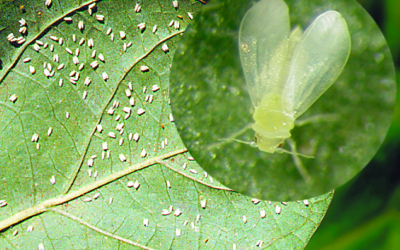Lawn Care Tips – Pest Control: Silverleaf Whiteflies