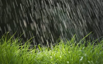 Lawn Care Tips – August: The Gift & Curse of Rainy Season
