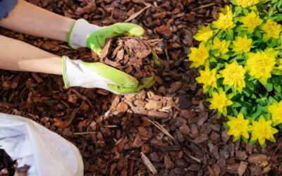 The Benefits of Winter Mulching in NE Florida