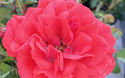When Is the Best Time for Rose Pruning In North Florida?