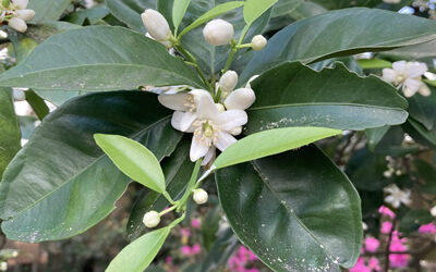 What’s The Cause And Treatment for Black Citrus Tree Leaves?