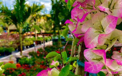 Growing Bougainvillea in Northeast Florida
