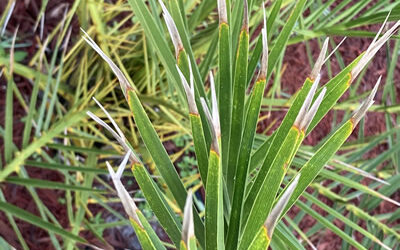 Brown Palm Frond Tips & Other Palm Problems