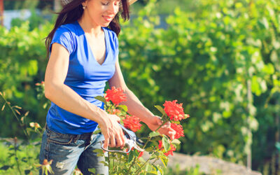 Pruning Tips for Northeast Florida Landscapes
