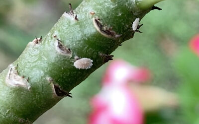 Preventing Mealybug Infestation