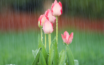 Soggy Yard Problems and Fixes for Northeast Florida