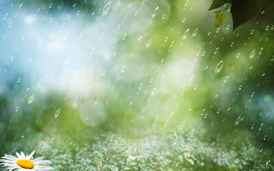 Summer Brings Mosquitos, Chinch Bugs, and Fungus