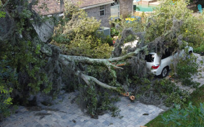 Lawn and Garden Damage from Heavy Rain