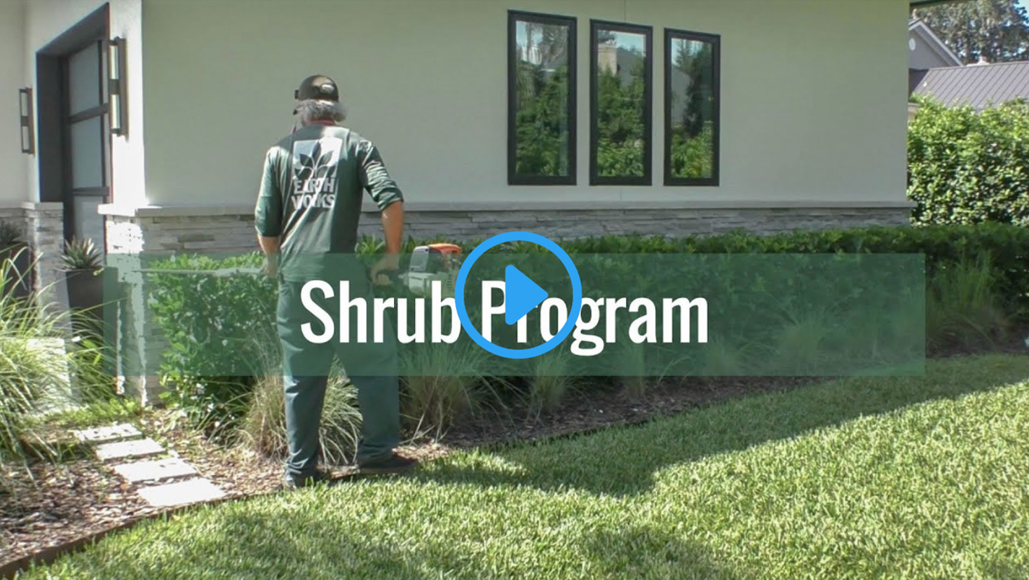 shrub program shrub program