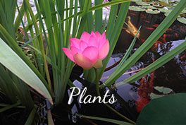 plants-bucket