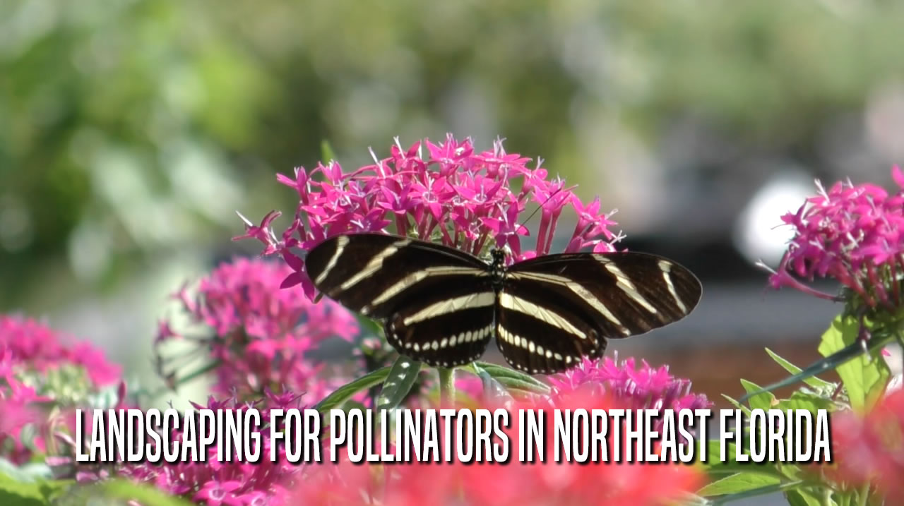 Landscaping for Pollinators in Northeast Florida