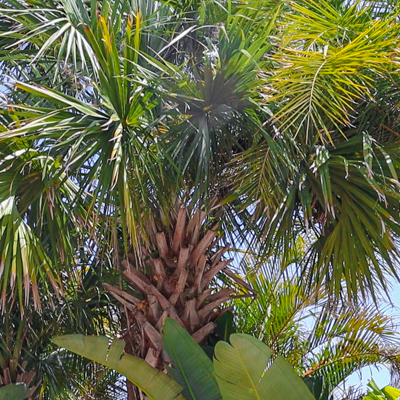 Florida Native Plants for Northeast Florida