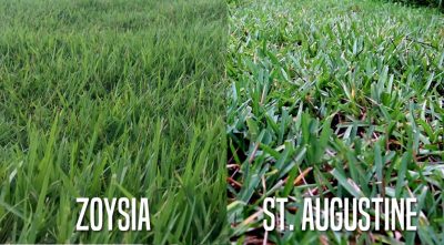 Sod Options for Northeast Florida
