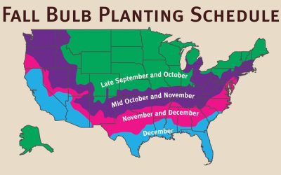 Breaking Dormancy in Seeds and Bulbs
