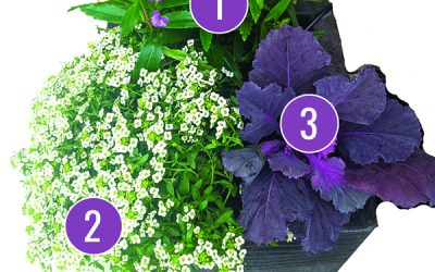 January Container Gardening Recipe 2022