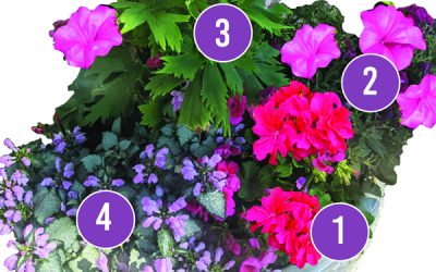 February Container Gardening Recipe 2022