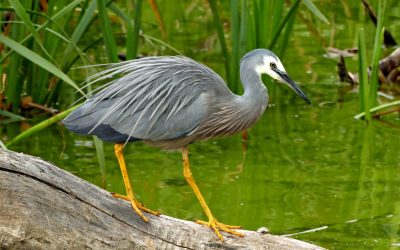 Florida: Land of Flowers and Koi Predators