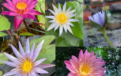 Water Lilies Add Beauty And Ecological Benefits To Ponds