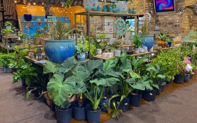 Why Freeze After Warm Days Are Bad For Landscape