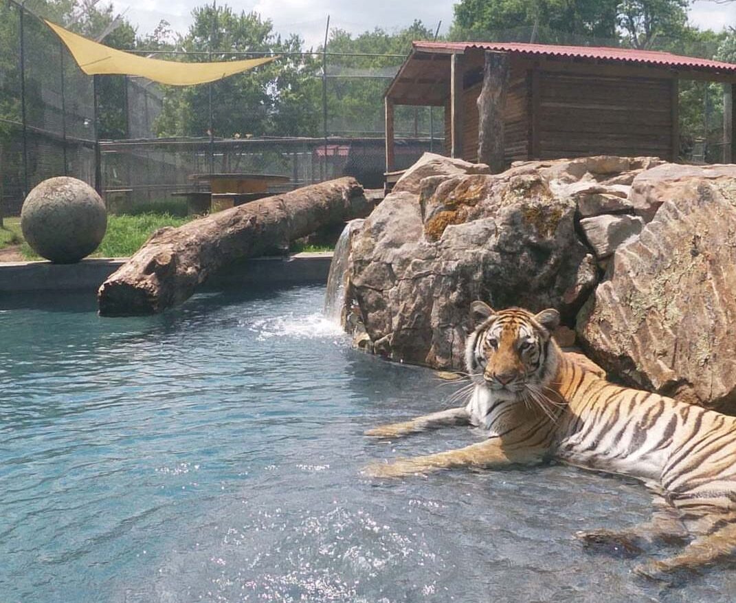Tiger in Catty Shack pond