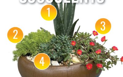 July Container Gardening Recipe 2022