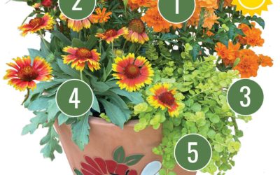August Container Gardening Recipe 2022