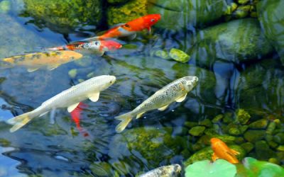 How To Do A Pond Leak Test