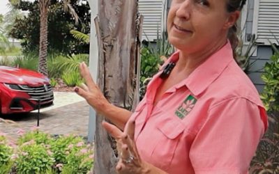 Patti Sanders, Landscape Designer