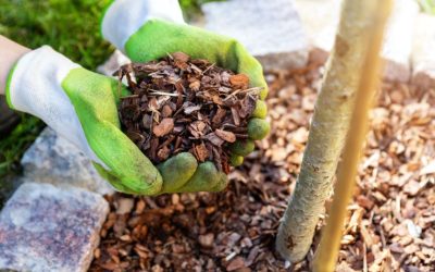 October Gardening Tips For Florida