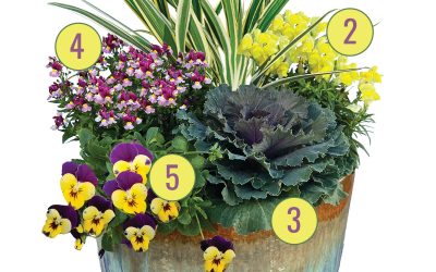 December Container Gardening Recipe 2022