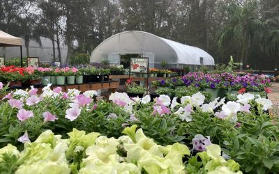 December Lawn & Garden Tips 2022