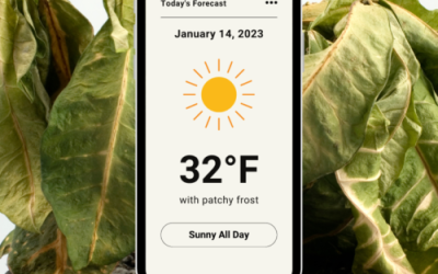 Protecting Already Freeze and Frost Damaged Plants