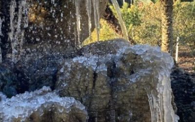 January Lawn and Garden Tips 2023