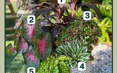 August Container Gardening Recipe 2024