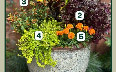 September Container Gardening Recipe 2024