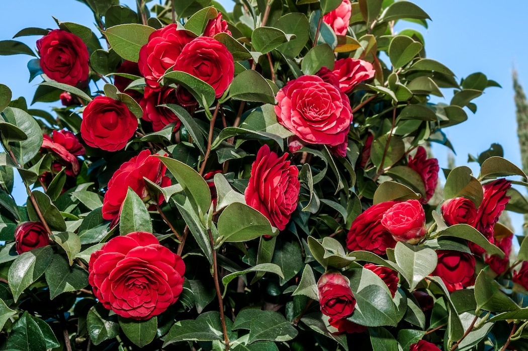 Camellias Bring YearRound Elegance to Your Garden in N. Florida