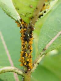 Aphid