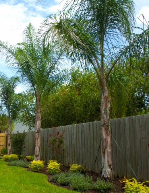 Backyard fence softening Landscape with queen palms